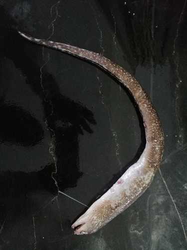 Spottail Moray