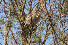 Pseudoseisura gutturalis