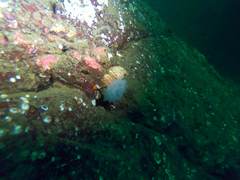 Rhamphocottus richardsonii