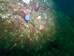 Rhamphocottus richardsonii