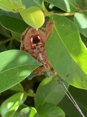 Neoscona crucifera