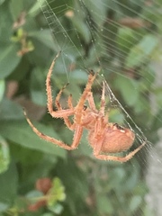 Neoscona crucifera