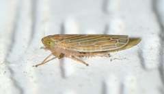 Graminella plana