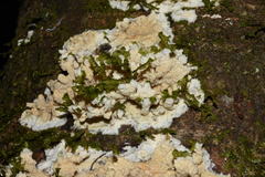 Phlebia rufa