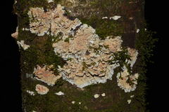 Phlebia rufa