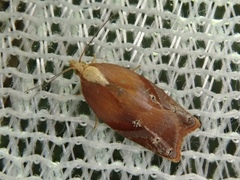 Acleris aestuosa
