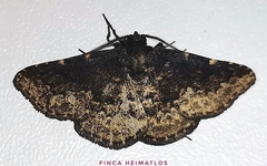 Prosoparia marginata