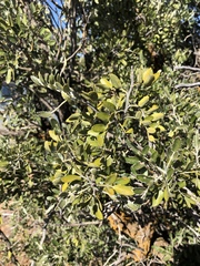 Dermatophyllum arizonicum