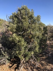 Dermatophyllum arizonicum