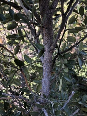 Dermatophyllum arizonicum