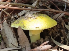Amanita flavella