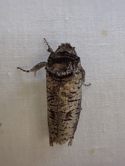 Culama glauca