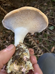 Hydnum olympicum