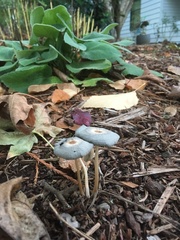 Fungi
