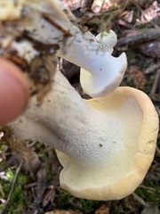 Hydnum olympicum