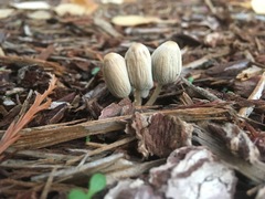Psathyrellaceae
