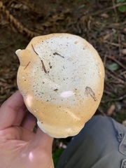 Hydnum olympicum