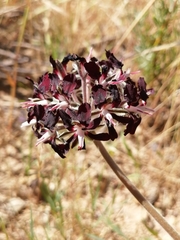 Pelargonium auritum auritum