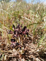 Pelargonium auritum auritum
