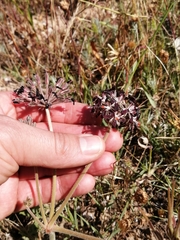 Pelargonium auritum auritum
