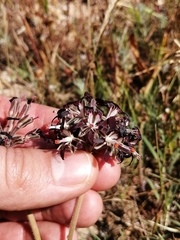 Pelargonium auritum auritum