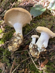 Hydnum olympicum