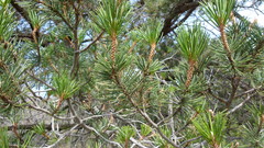 Pinus remota