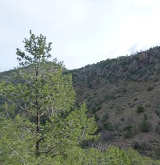 Pinus remota