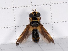 Trichopoda