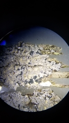 Fuscopannaria sorediata