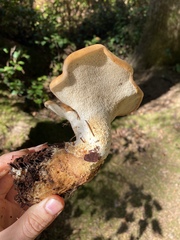 Hydnum olympicum