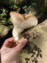 Hydnum olympicum