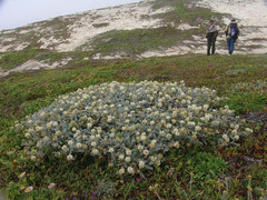 Astragalus miguelensis