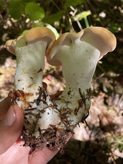 Hydnum olympicum