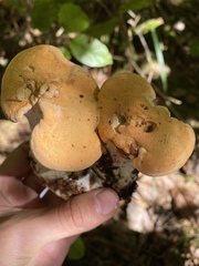 Hydnum olympicum