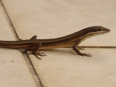 Takydromus luyeanus