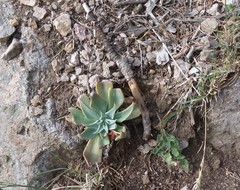 Echeveria strictiflora