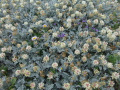 Astragalus miguelensis