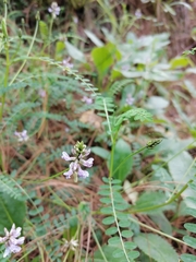 Astragalus guatemalensis
