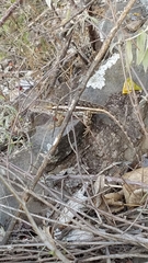 Sceloporus albiventris