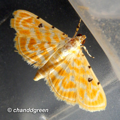 Notarcha aurolinealis