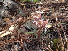 Asclepias circinalis