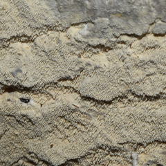 Scopuloides hydnoides