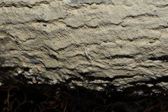 Scopuloides hydnoides