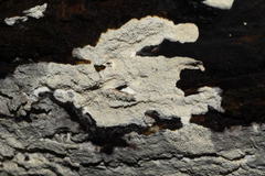 Scopuloides hydnoides