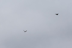 Accipiter nisus