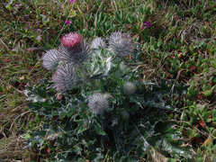 Cirsium occidentale occidentale