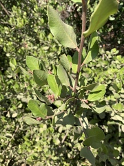 Rhus integrifolia × ovata