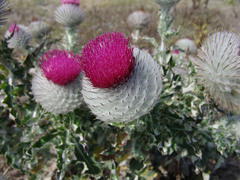 Cirsium occidentale occidentale
