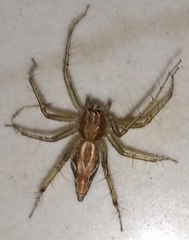 Araneae